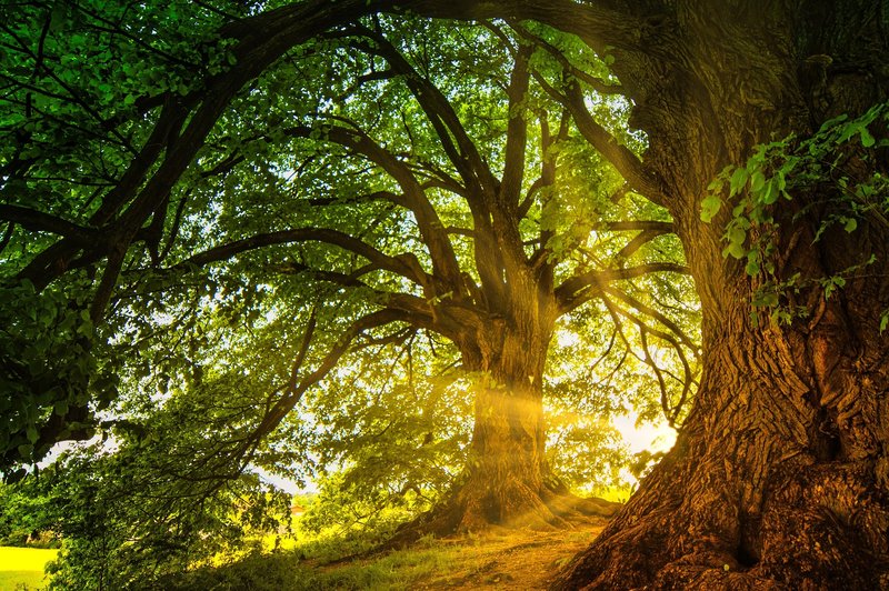 Baum in Wald mit Lichtstrahlen
